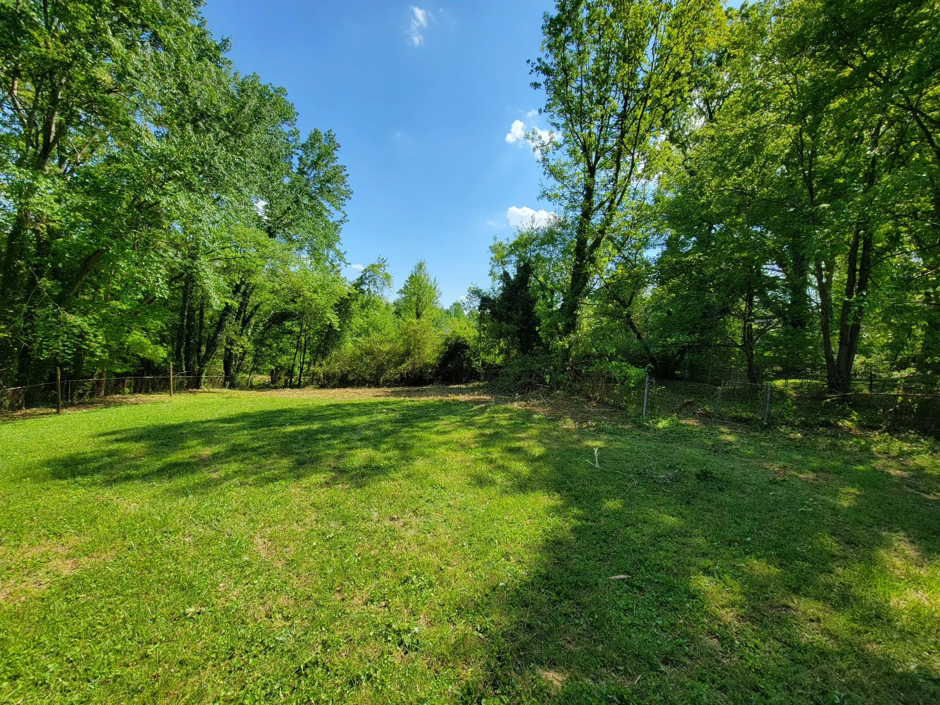 Sunny grassy clearing