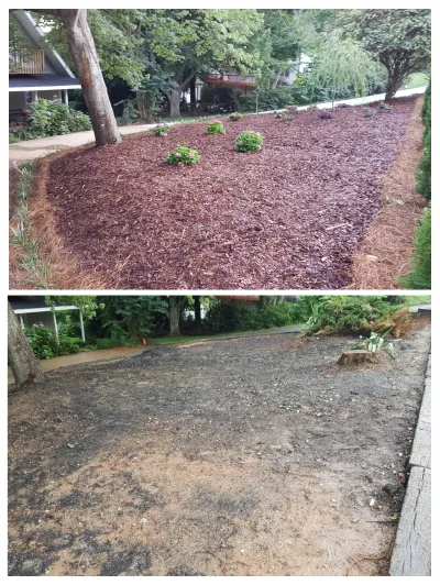 This split image shows the transformation of a bare dirt slope into a finished garden bed featuring dark mulch, pine straw edging, and newly planted flowering shrubs.
