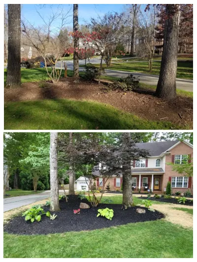 This before and after comparison shows a dramatic residential landscaping upgrade featuring fresh black mulch, new plantings, and improved curb appeal.